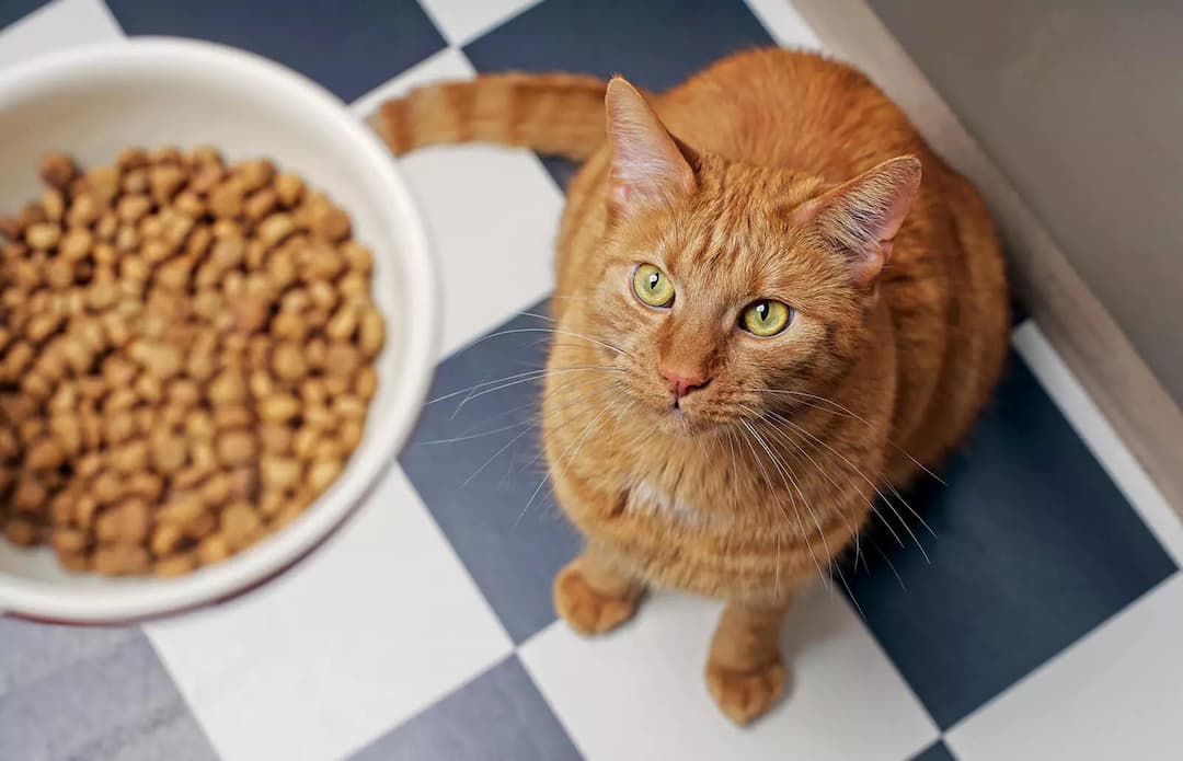 https://api.reviewagent.us/uploads/images/2023-09-21T05-41-26.236Z_325982-1600x1030-best-dry-cat-foods.jpeg